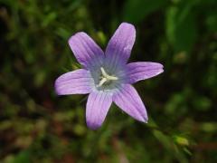 Zvonek rozkladitý (Campanula patula L.) - šestičetný květ (4)
