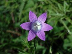 Zvonek rozkladitý (Campanula patula L.) - šestičetný květ (5)