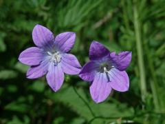 Zvonek rozkladitý (Campanula patula L.) - šestičetný květ (6)