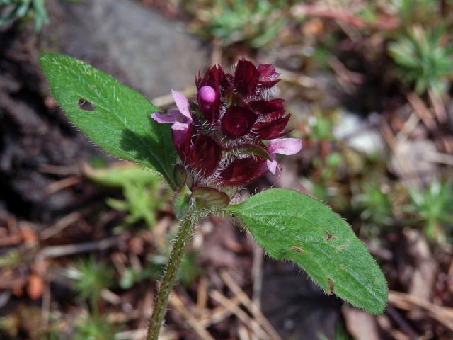 Černohlávek obecný (Prunella vulgaris L.) s růžovými květy (2)