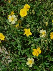 Devaterník velkokvětý (Helianthemum grandiflorum (Scop.) DC.) s květy světle žluté barvy