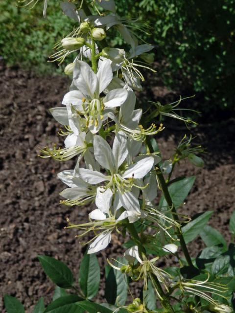 Třemdava bílá (Dictamnus albus L.) s bílými květy (1a)
