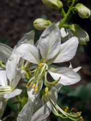 Třemdava bílá (Dictamnus albus L.) s bílými květy (1b)