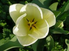 Tulipán zahradní (Tulipa x gesnerana L.)