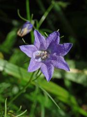 Zvonek okrouhlolistý (Campanula rotundifolia L.) - sedmičetný květ (2a)