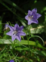Zvonek okrouhlolistý (Campanula rotundifolia L.) - vícečetné květy (2b)
