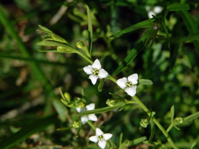 Lněnka alpská (Thesium alpinum L.)