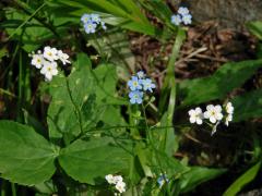 Pomněnka bahenní (Myosotis palustris (L.) L.) s květy bez barviva (2a)
