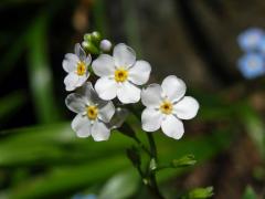 Pomněnka bahenní (Myosotis palustris (L.) L.) s květy bez barviva (1c)