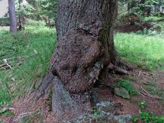 Smrk ztepilý (Picea abies (L.) Karsten) (11b) s nádorem na kmeni