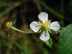 Jahodník obecný (Fragaria vesca L.), čtyřčetný květ (1a)