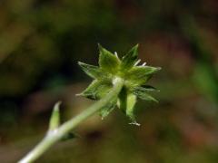 Jahodník obecný (Fragaria vesca L.), čtyřčetný květ (1b)
