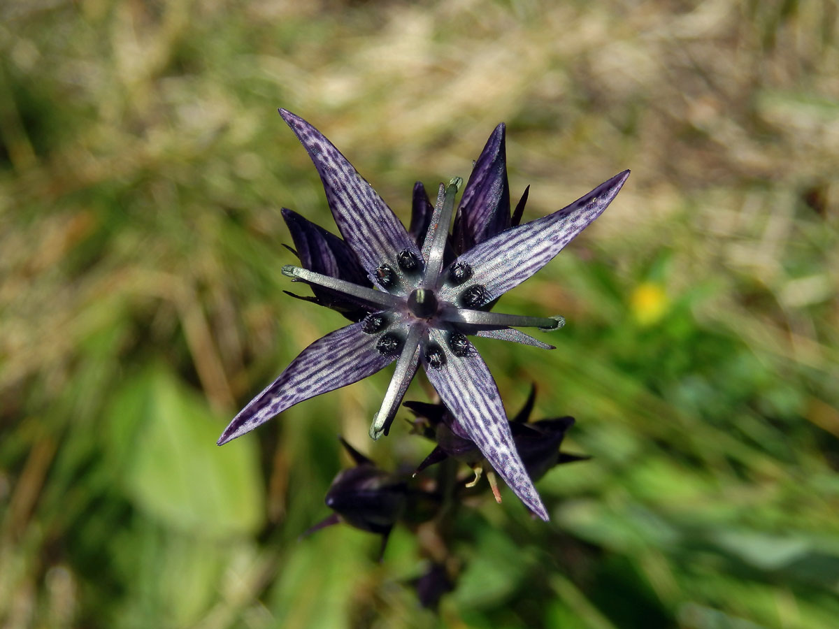 Kropenáč vytrvalý (Swertia perennis L.), čtyřčetný květ (1)