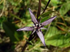 Kropenáč vytrvalý (Swertia perennis L.), čtyřčetný květ (2)