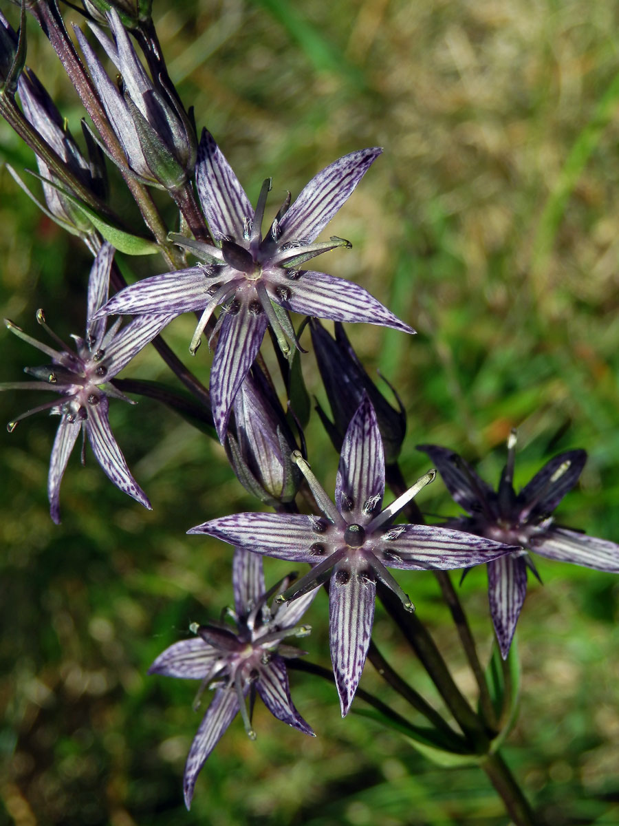 Kropenáč vytrvalý (Swertia perennis L.), čtyřčetný květ (4)