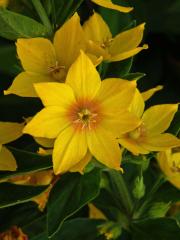 Vrbina tečkovaná (Lysimachia punctata L.) se sedmičetným květem (1)