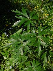 Oměj šalamounek (Aconitum plicatum Rchb.)