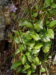 Kropenáč vytrvalý (Swertia perennis L.)