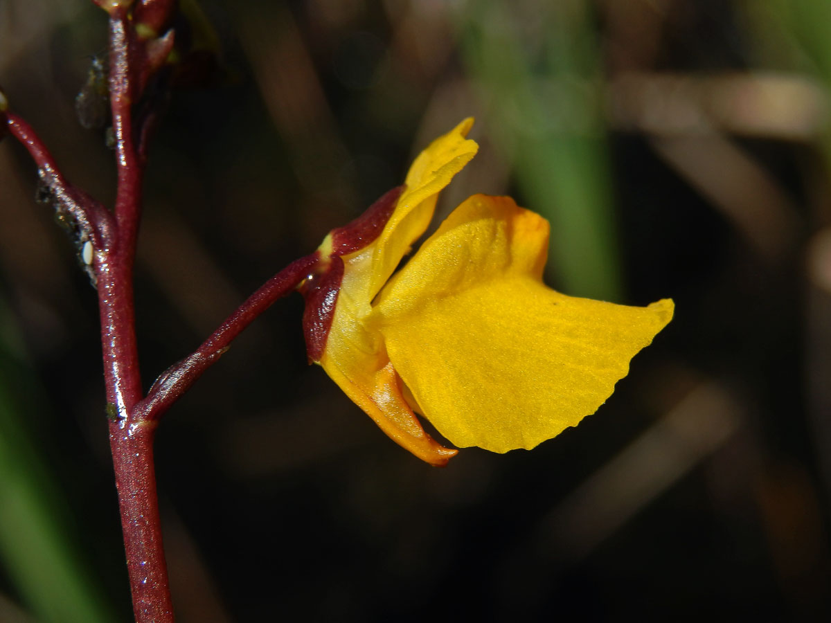 Bublinatka obecná (Utricularia vulgaris L.)