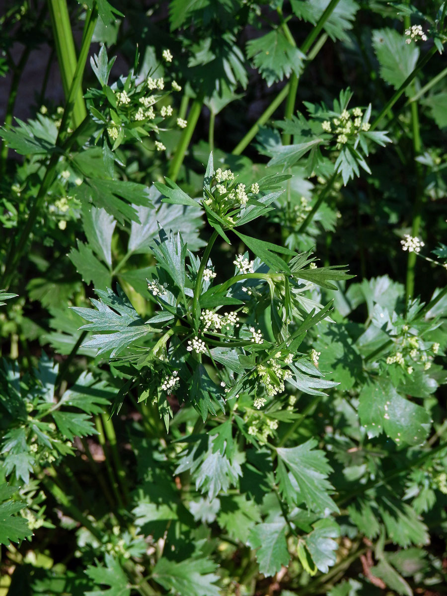Miřík celer (Apium graveolens L.)