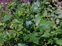 Miřík celer (Apium graveolens L.)