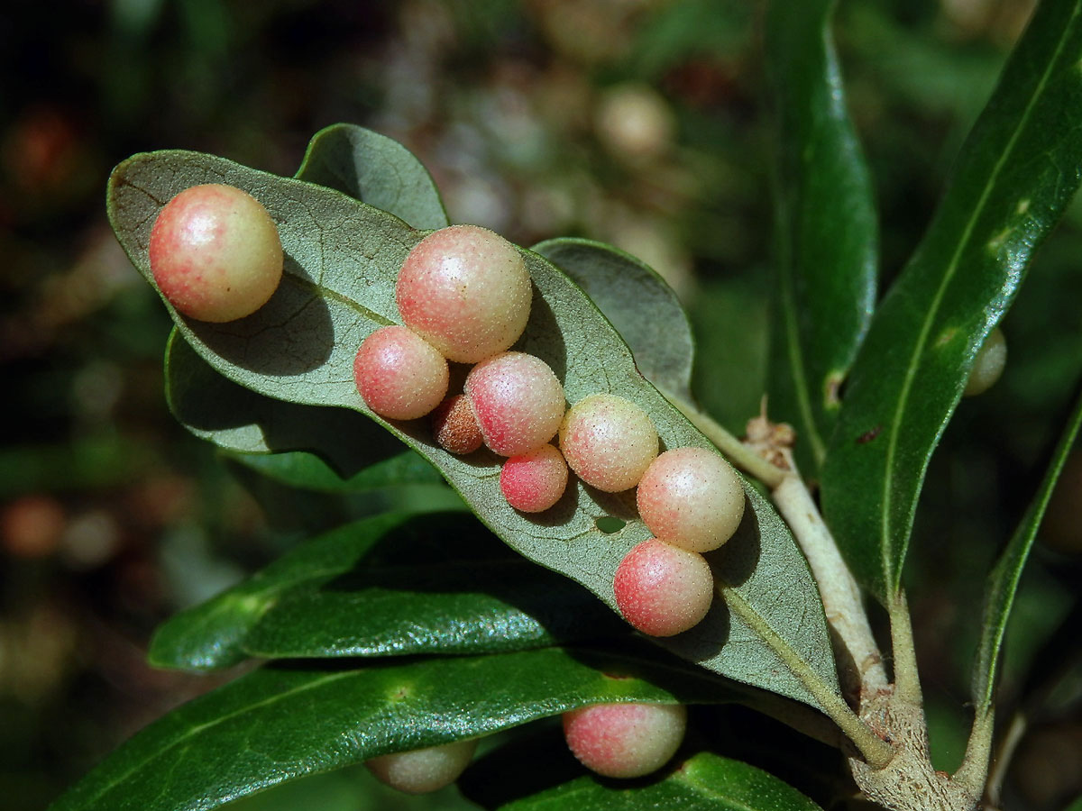 Hálky žlabatky Belonocnema treatae na dubu Quercus fusiformis Small