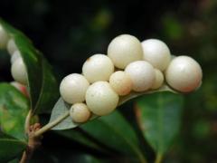 Hálky žlabatky Belonocnema treatae na dubu Quercus fusiformis Small