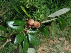 Hálky žlabatky Disholcaspis cinerosa na dubu Quercus fusiformis Small