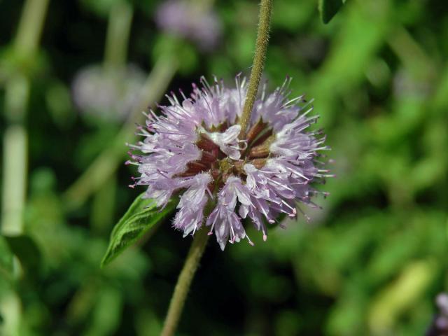 Máta polej (Mentha pulegium L.)