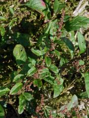 Merlík mnohosemenný (Chenopodium polyspermum L.)   