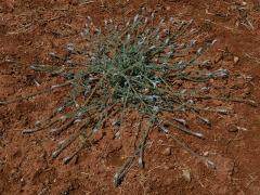 Otočník (Heliotropium hirsutissimum Grauer)