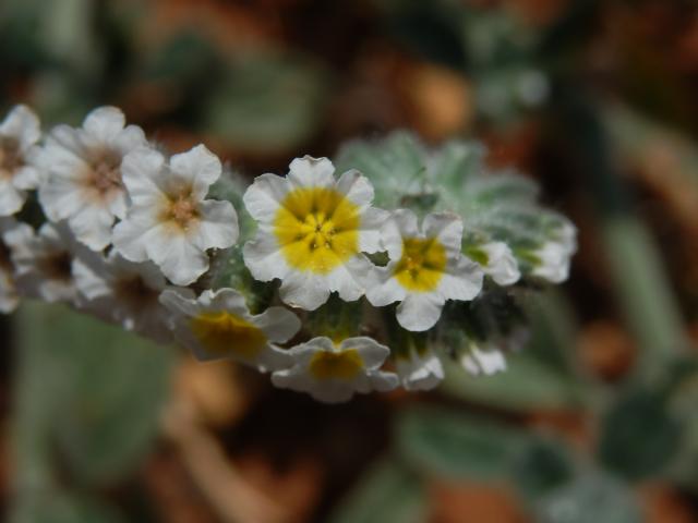 Otočník (Heliotropium hirsutissimum Grauer) se sedmičetným květem