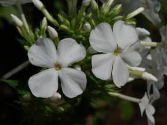 Plamenka latnatá (Phlox paniculata L.) s čtyřčetným květem (1)
