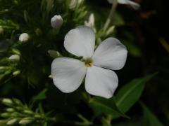 Plamenka latnatá (Phlox paniculata L.) s čtyřčetným květem (2)