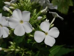 Plamenka latnatá (Phlox paniculata L.) s čtyřčetným květem (3)