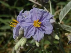 Lilek hlošinolistý (Solanum eleagnifolium Cav.) s šestičetným květm