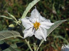 Lilek hlošinolistý (Solanum eleagnifolium Cav.) s bílými květy