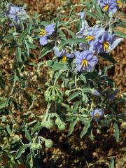 Lilek hlošinolistý (Solanum eleagnifolium Cav.)