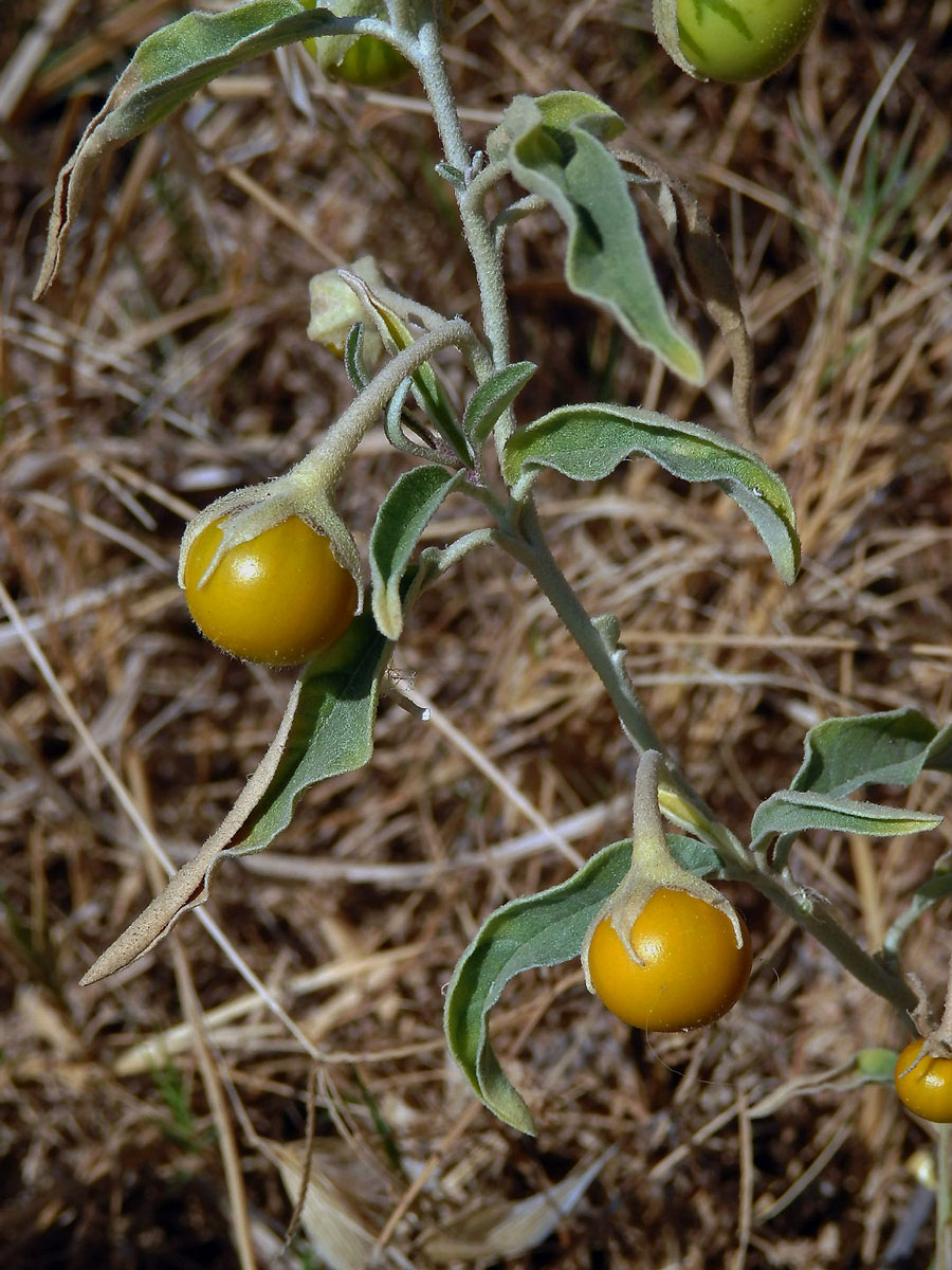 Lilek hlošinolistý (Solanum eleagnifolium Cav.)