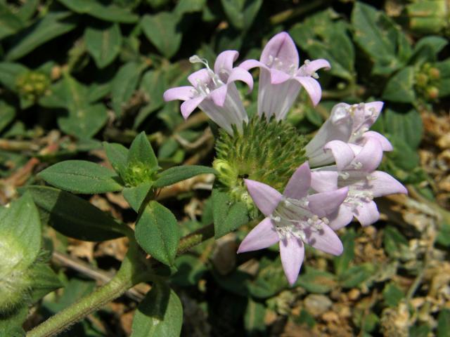 Richardia grandiflora (Cham. & Schlecht.) J. A. & J. H. Schultes