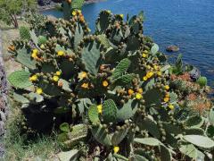 Čeleď: Kaktusovité (Cactaceae Juss.)