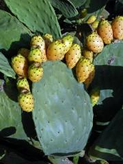 Opuncie mexická (Opuntia ficus-indica (L.) Mill.)