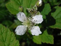 Ostružiník křovitý (Rubus fruticosus L. agg.) - čtyřčetný květ (4)
