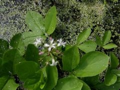 Čeleď: Vachtovité (Menyanthaceae (Dum.) Dum.)