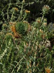 Fasciace pupava obecné (Carlina vulgaris L.)