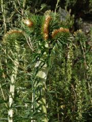 Fasciace pupava obecné (Carlina vulgaris L.)