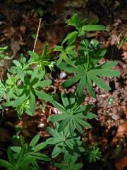 Svízel lesní (Galium sylvaticum L.)