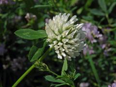 Jetel luční (Trifolium pratense L.) s květy bílé barvy (1a)