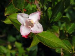 Weigelie růžová (Weigela florida (Bunge) DC.) s čtyřčetným květem (1)