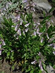Dračík chlupatý (Penstemon hirsutus (L.) Willd.)